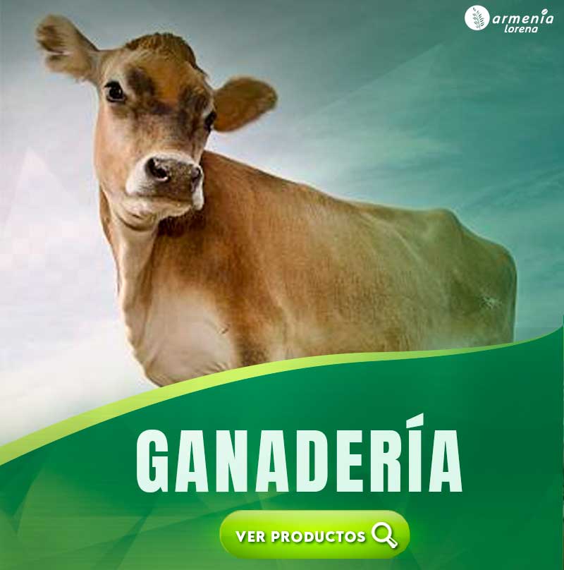 GANADERIA-JERSEY
