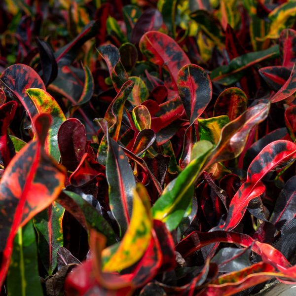 Croton Mammy