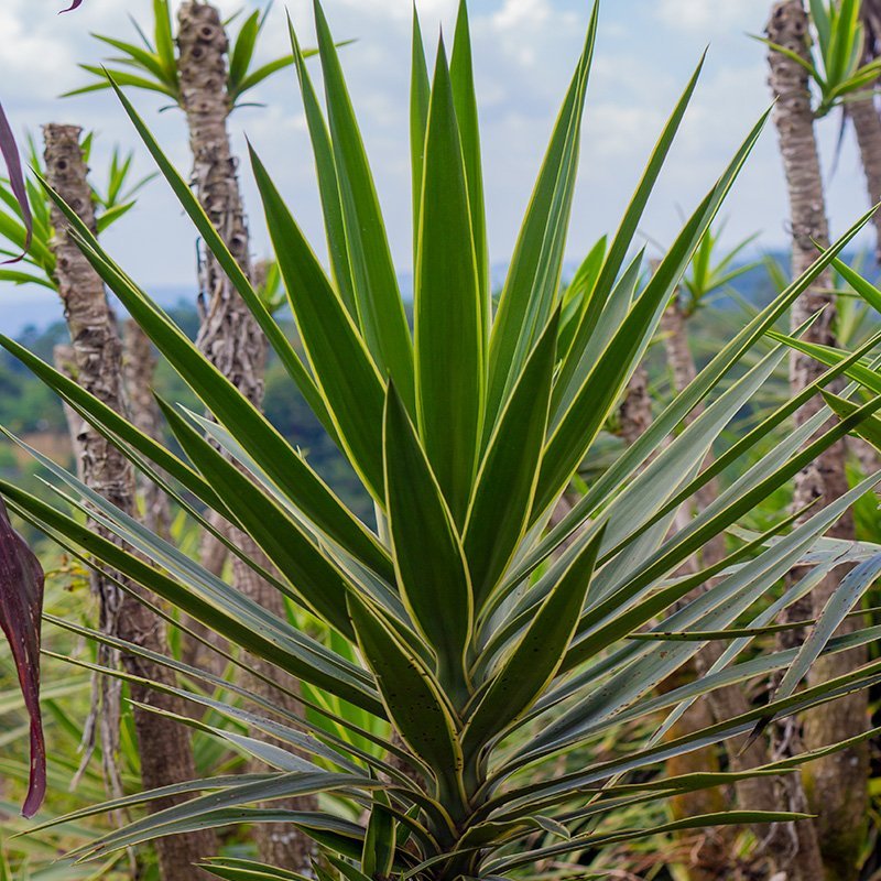 Planta Puk