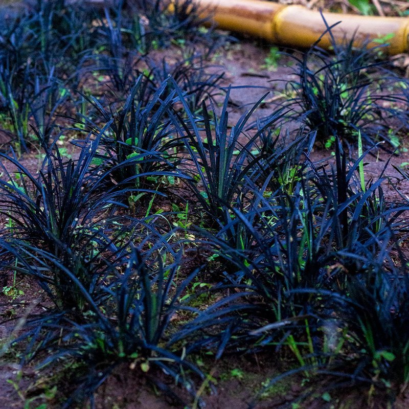 Planta Migrensus