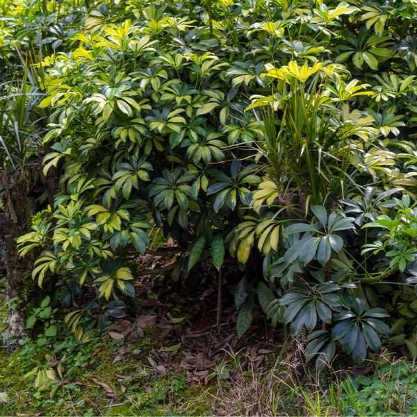 Planta Trinet