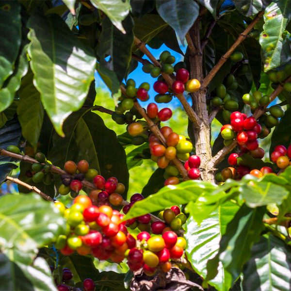 Café Arábica Catimor