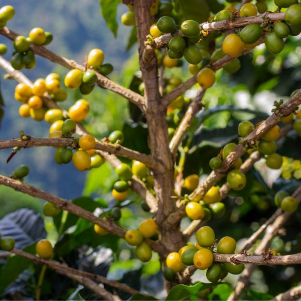 Café Arábica Caturra Amarilla