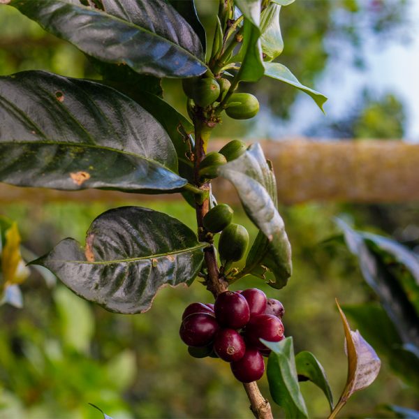 Café Arábica Pacamara