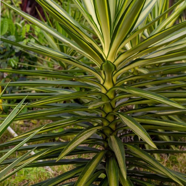 Jewel Plant