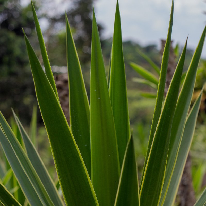 Plant Puk