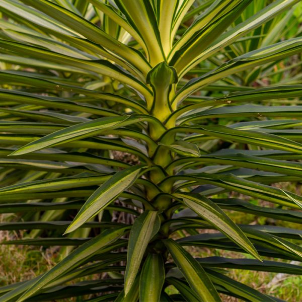 Planta Jewel
