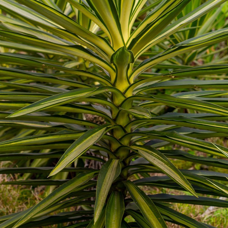 Planta Jewel