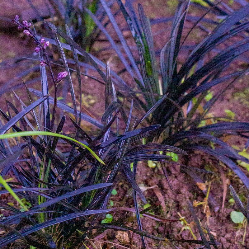 Planta Migrensus