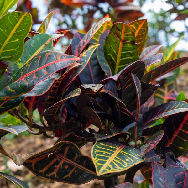 Planta Crotton