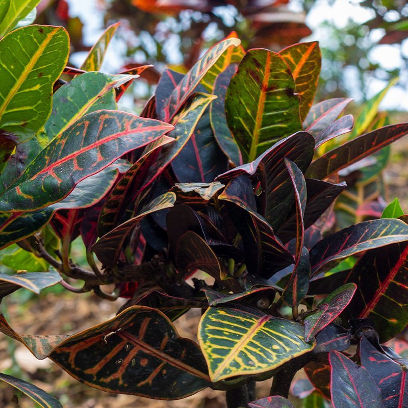 Planta Crotton