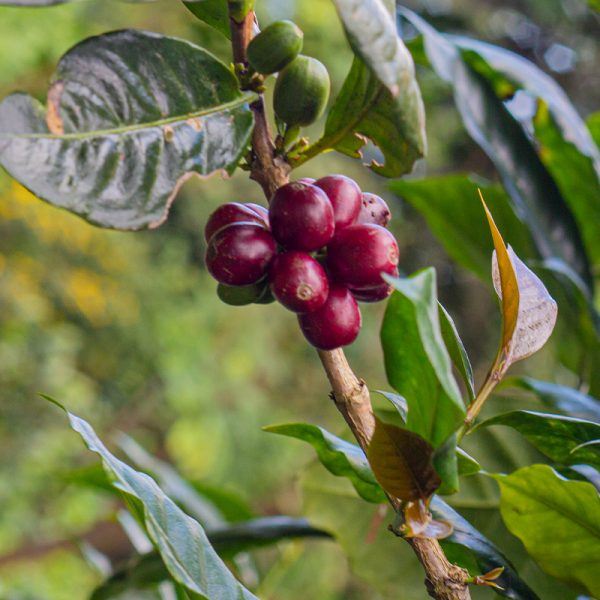 Café Arábica Pacamara
