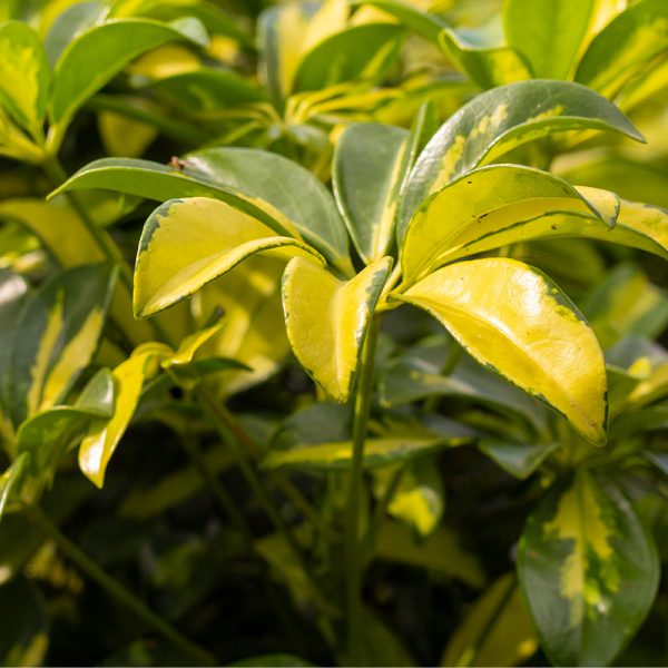 Planta Trinet