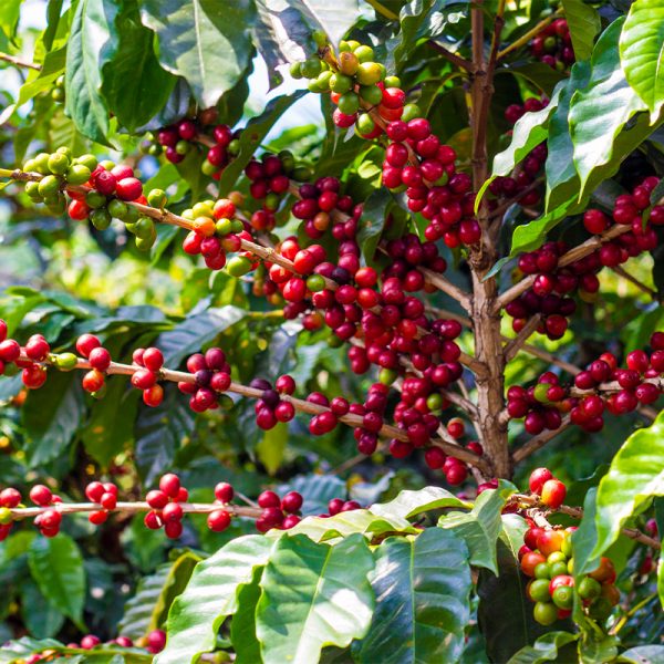 cafe catuai