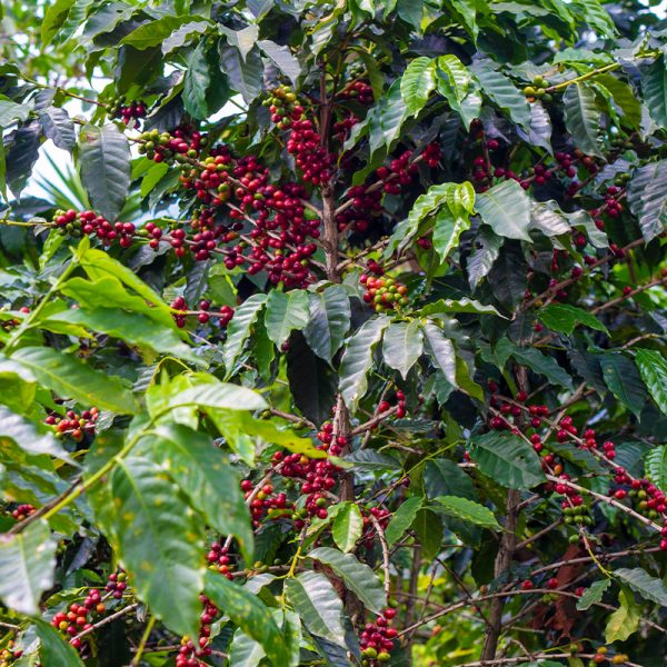 catuai