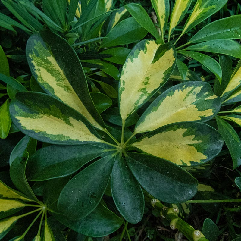 schefflera-capella