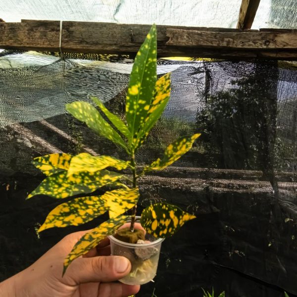 croton gold dust
