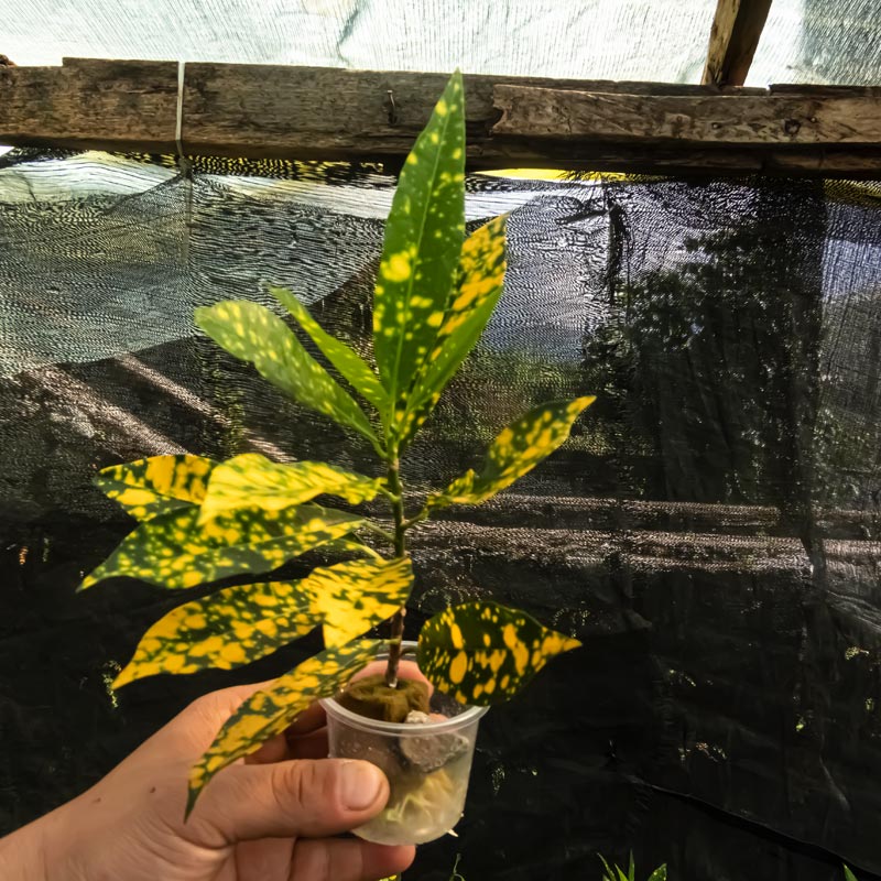 croton gold dust