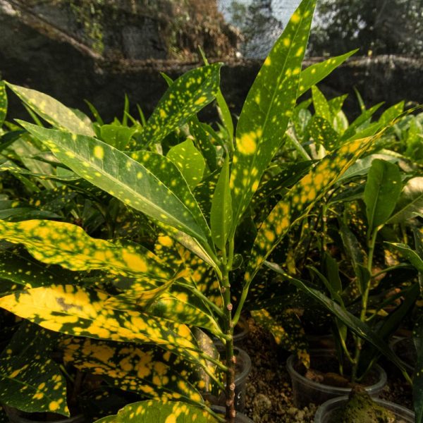 croton golddust