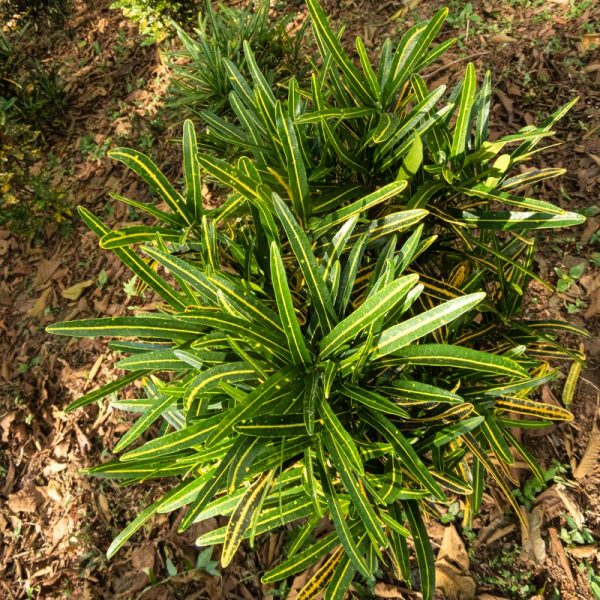 croton
