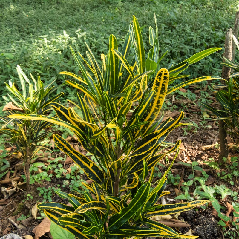 croton-banana