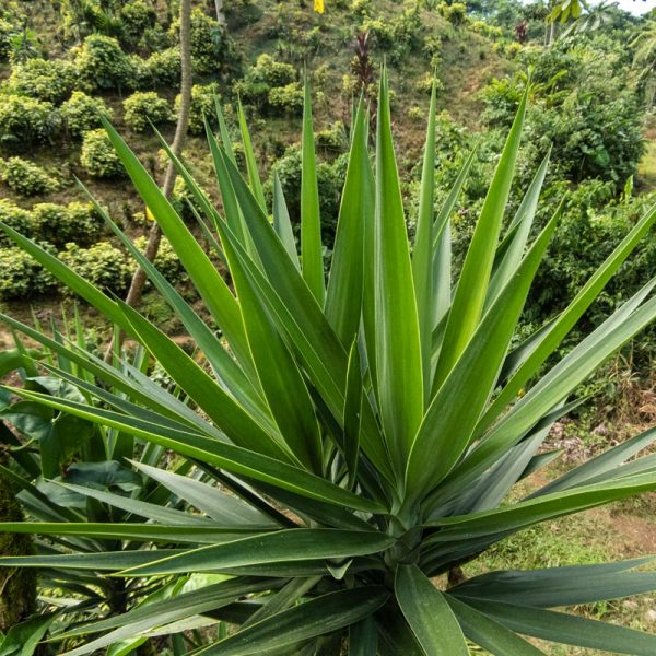 green-yucca