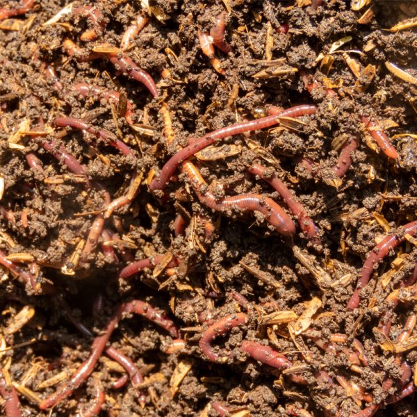 vermicompost