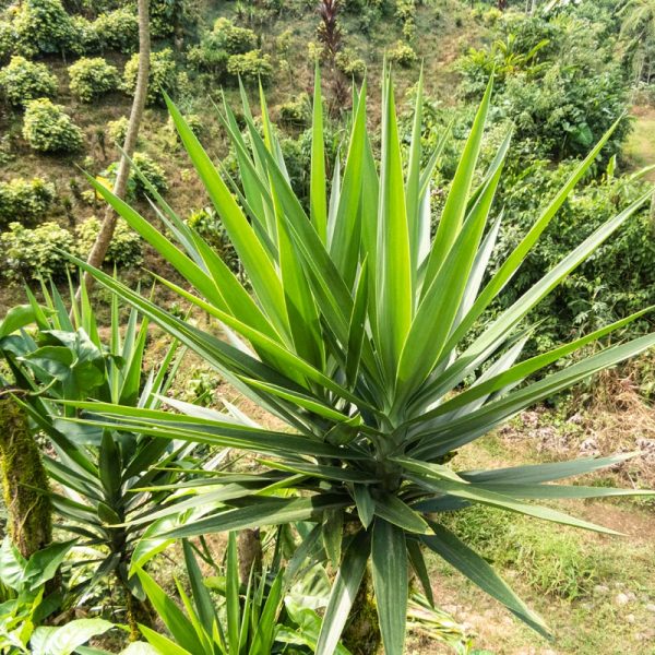yucca-